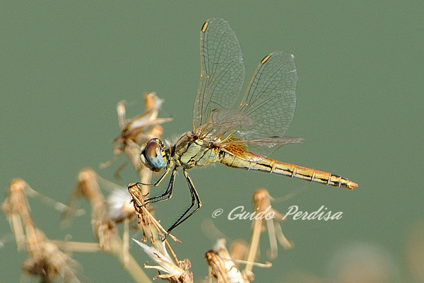 Aiuto ID Sympetrum fonscolombbi femmina ???